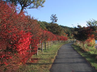 蓼科湖の散策道 ドウダンツツジの紅葉