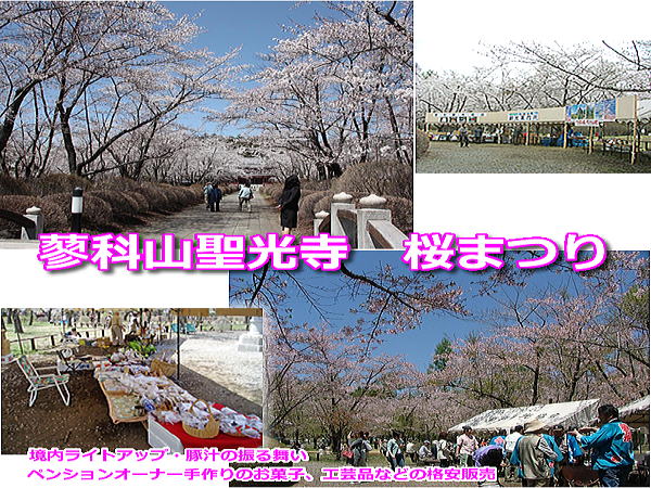聖光寺 桜まつり