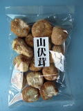 山伏茸