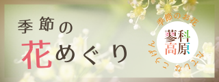 蓼科 春