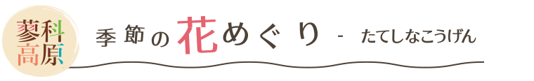 蓼科高原 季節の花めぐり