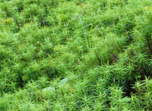 麦草峠 白駒の池